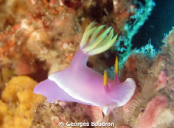 beauty on the reef at  Bunaken by Georges Boudron 